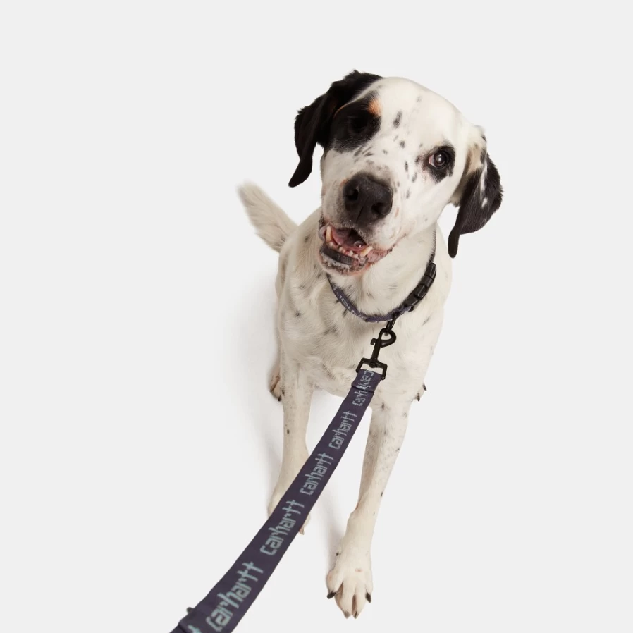 Carhartt WIP Script Dog Leash & Collar Set in Artichoke & Misty Sage Colors